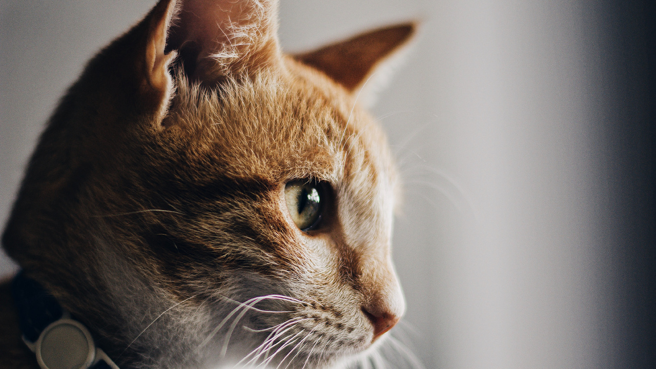 Orange Getigerte Katze Mit Blauem Kragen. Wallpaper in 1280x720 Resolution