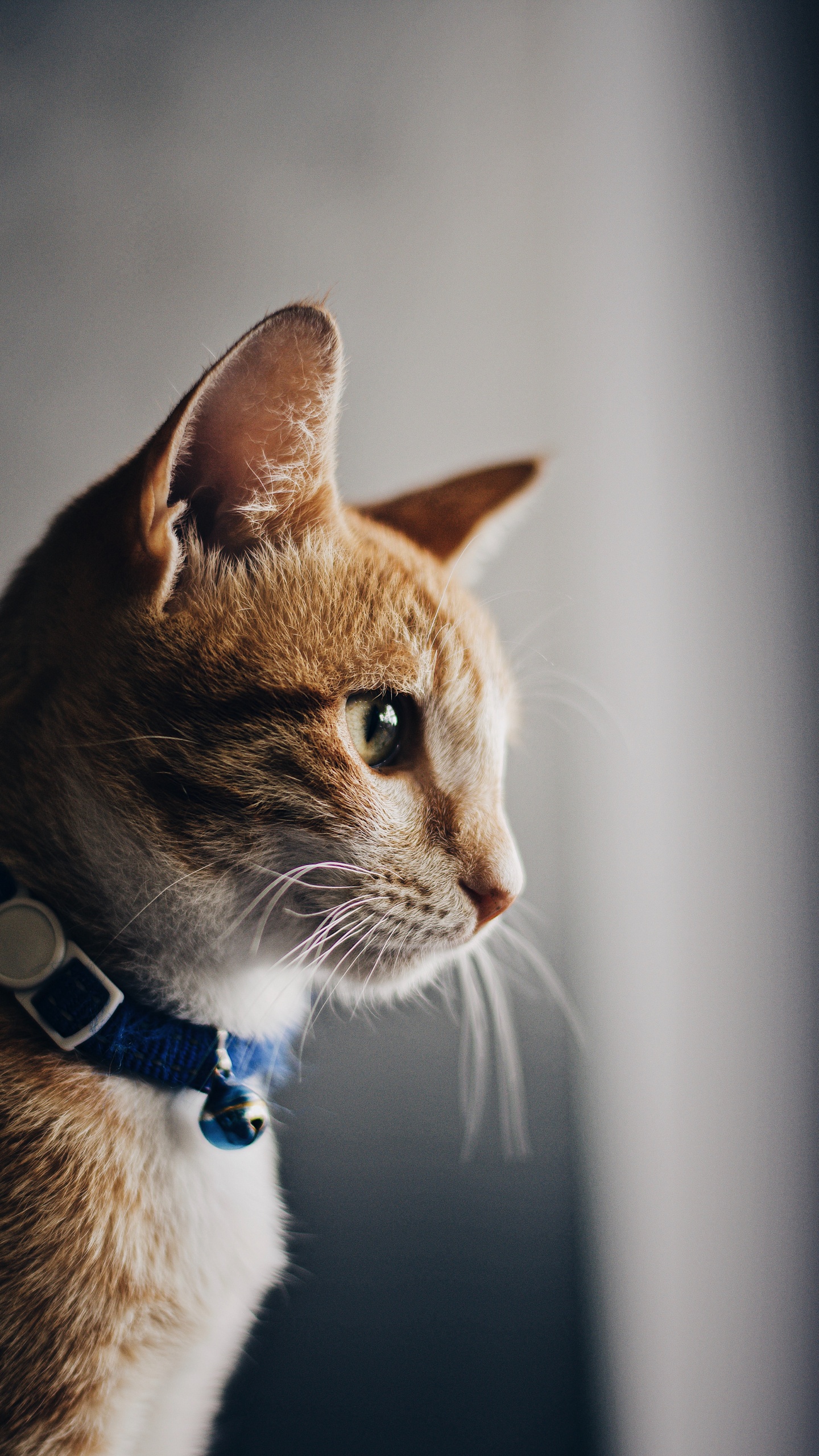 Orange Getigerte Katze Mit Blauem Kragen. Wallpaper in 1440x2560 Resolution