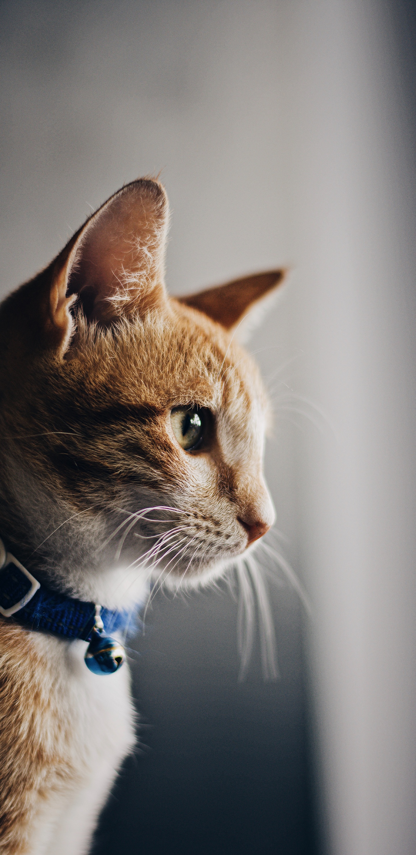 Orange Getigerte Katze Mit Blauem Kragen. Wallpaper in 1440x2960 Resolution