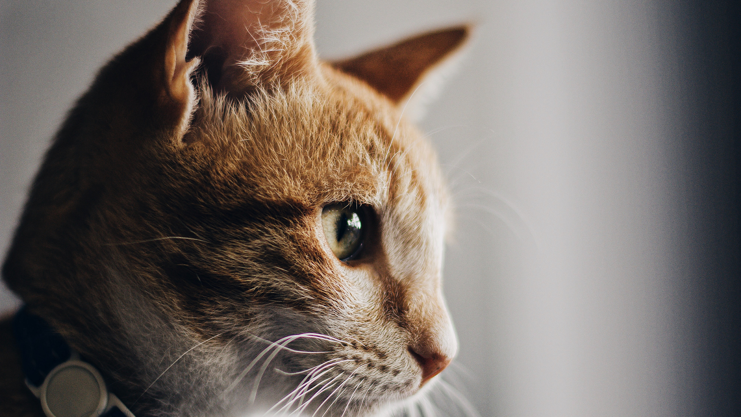 Chat Tigré Orange Avec Collier Bleu. Wallpaper in 2560x1440 Resolution