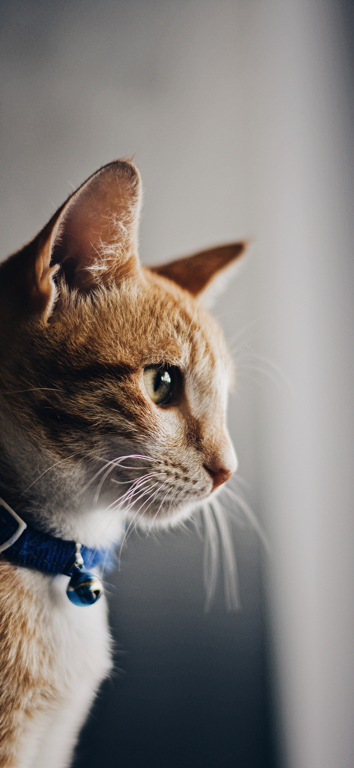 Gato Atigrado Naranja Con Cuello Azul. Wallpaper in 1242x2688 Resolution