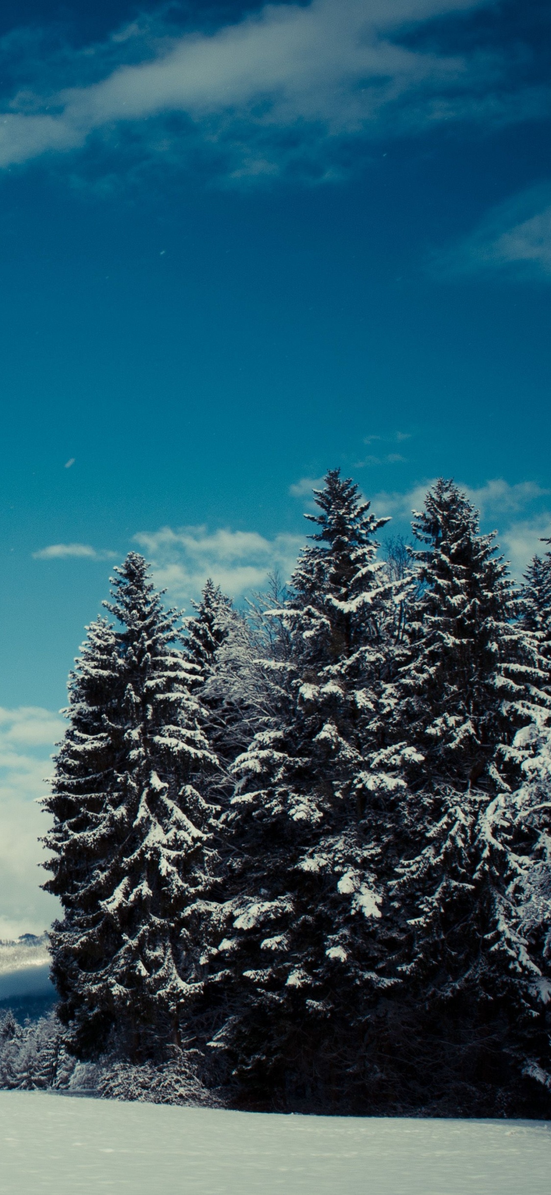 Schneebedeckte Kiefer in Der Nähe Von Gewässern Unter Blauem Himmel Tagsüber. Wallpaper in 1125x2436 Resolution