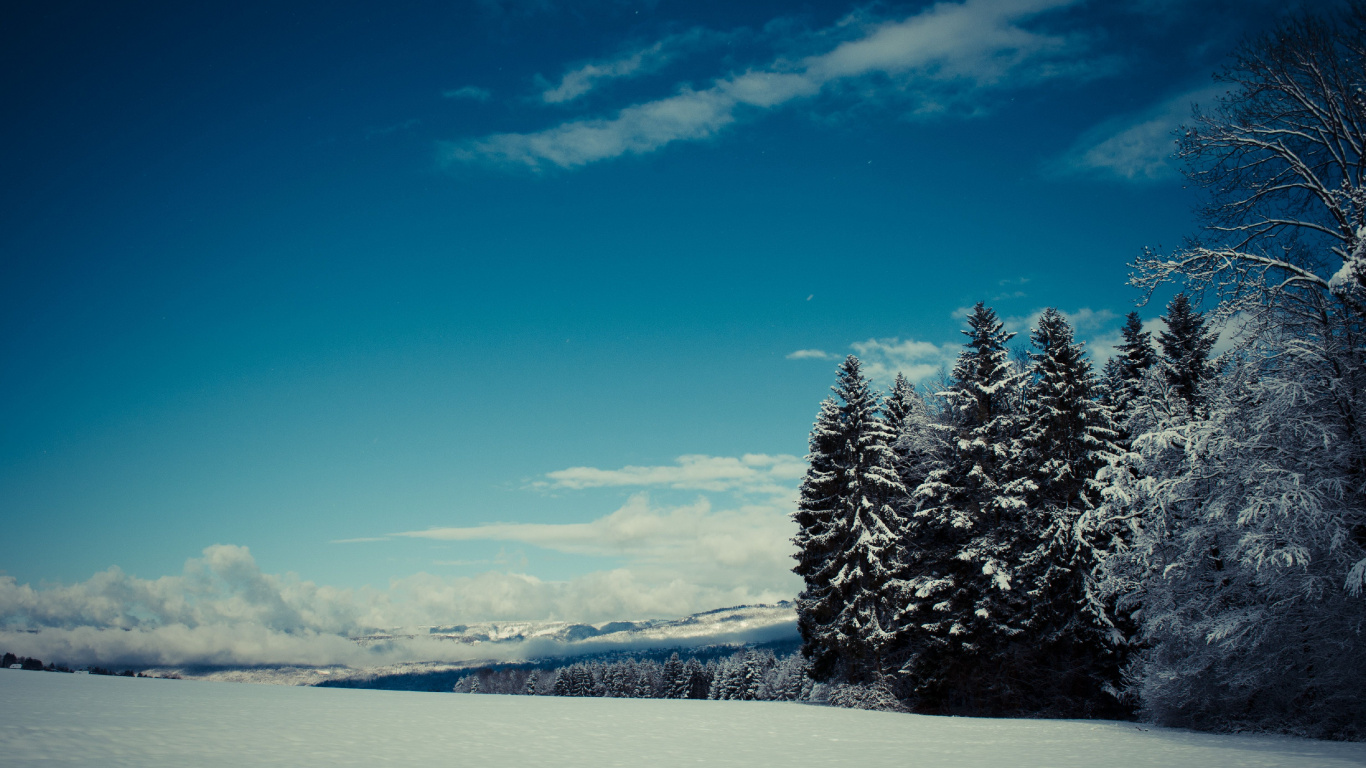 Snow Covered Pine Tree Near Body of Water Under Blue Sky During Daytime. Wallpaper in 1366x768 Resolution