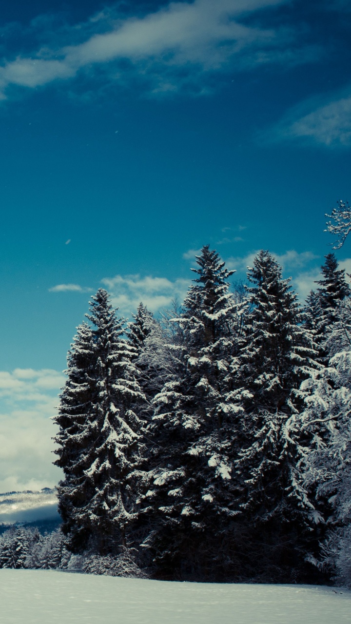 Snow Covered Pine Tree Near Body of Water Under Blue Sky During Daytime. Wallpaper in 720x1280 Resolution