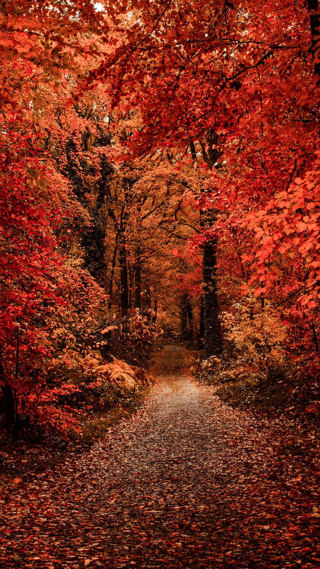 Herbst, Brown, Ökoregion, Naturlandschaft, Natürlichen Umgebung. Wallpaper in 1080x1920 Resolution