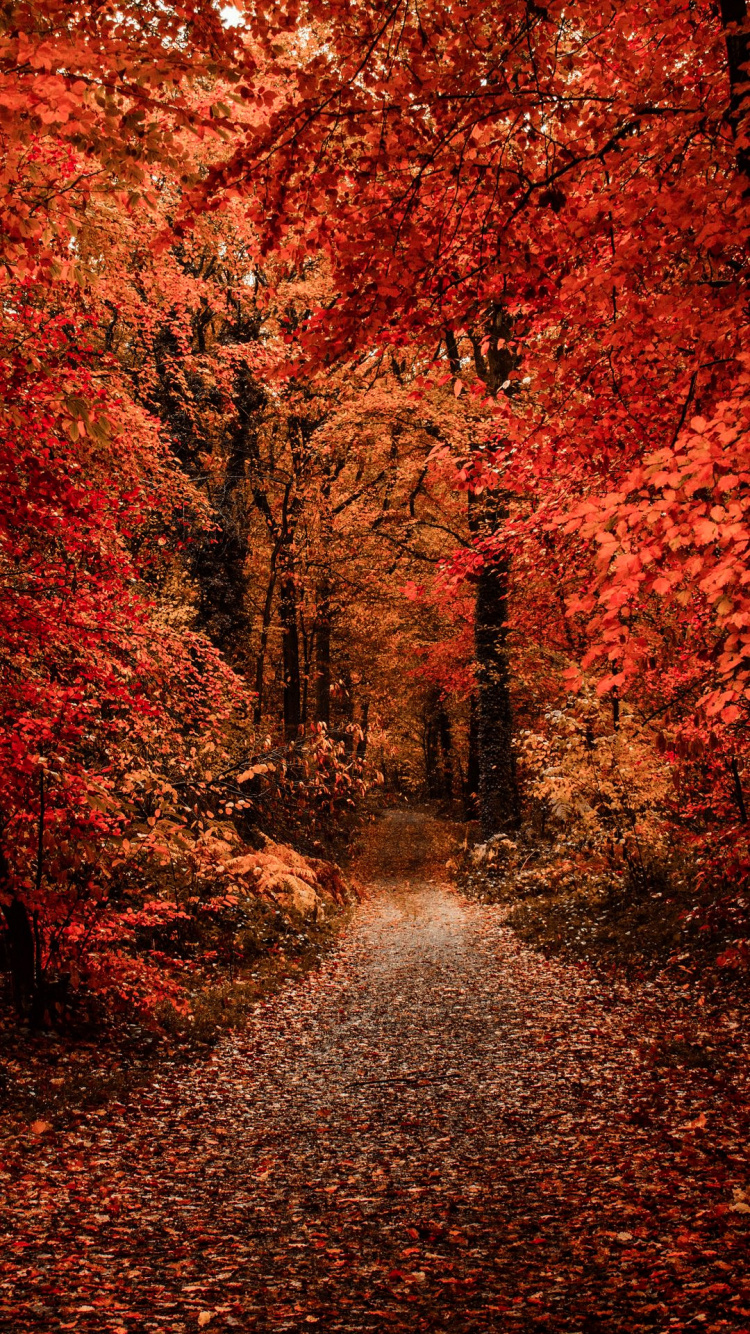 Herbst, Brown, Ökoregion, Naturlandschaft, Natürlichen Umgebung. Wallpaper in 750x1334 Resolution