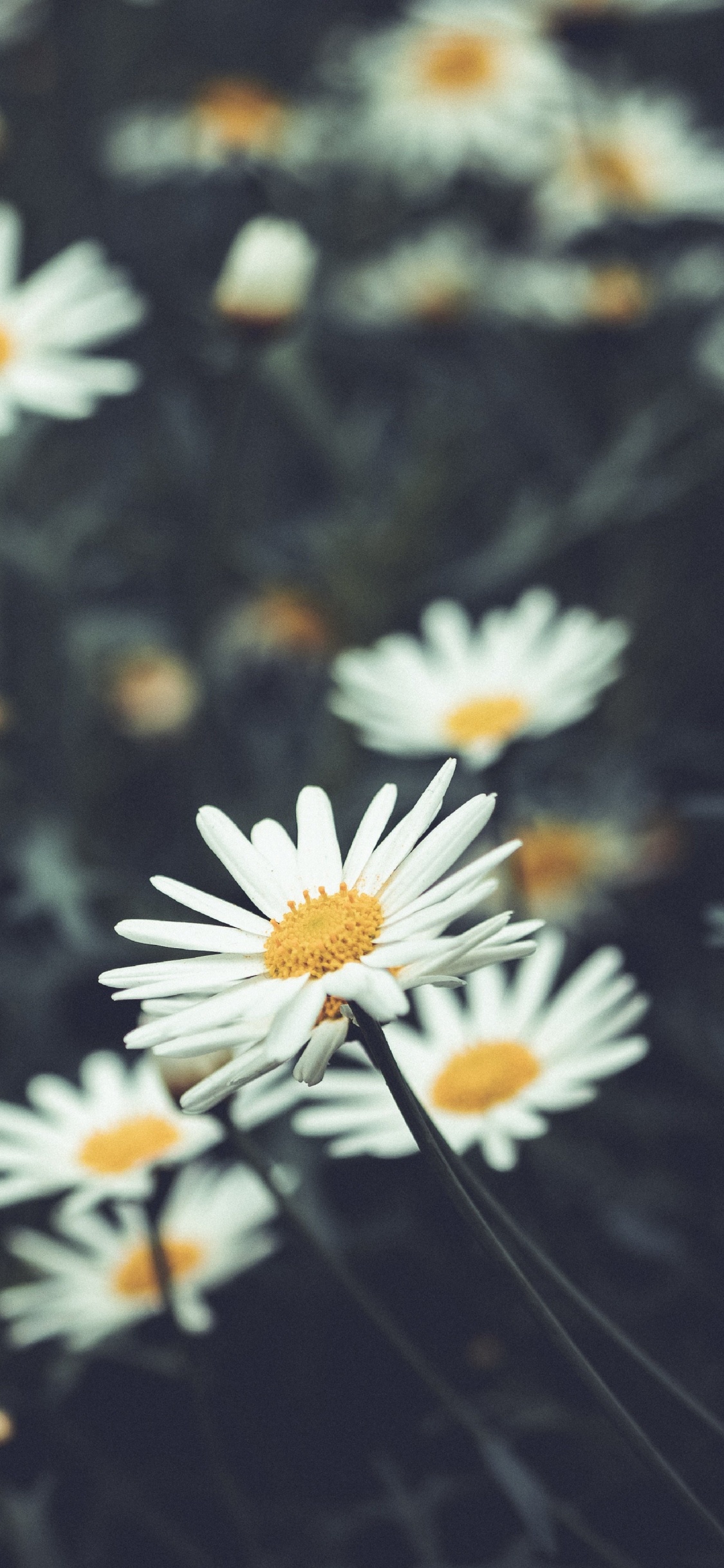 Flora, Flower, Plant, White, Camomile. Wallpaper in 1125x2436 Resolution