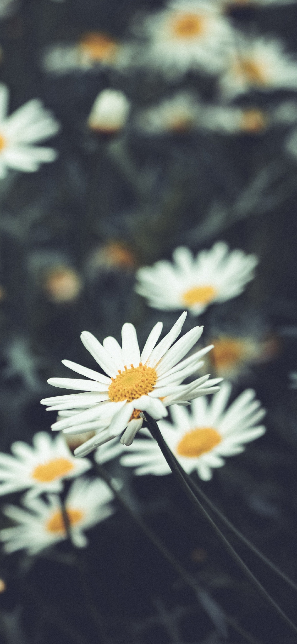 Flora, Flower, Plant, White, Camomile. Wallpaper in 1242x2688 Resolution