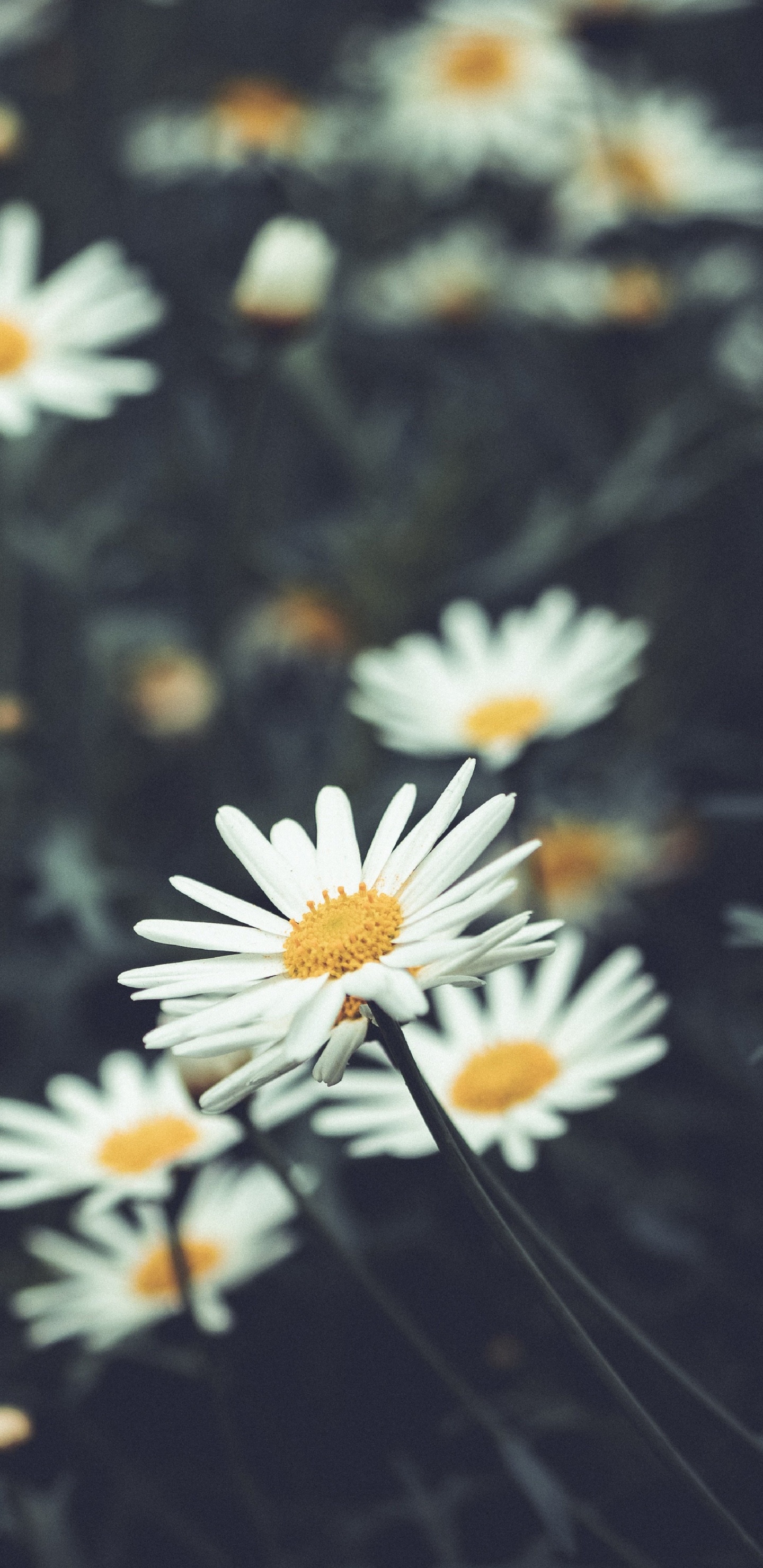 Flora, Flower, Plant, White, Camomile. Wallpaper in 1440x2960 Resolution