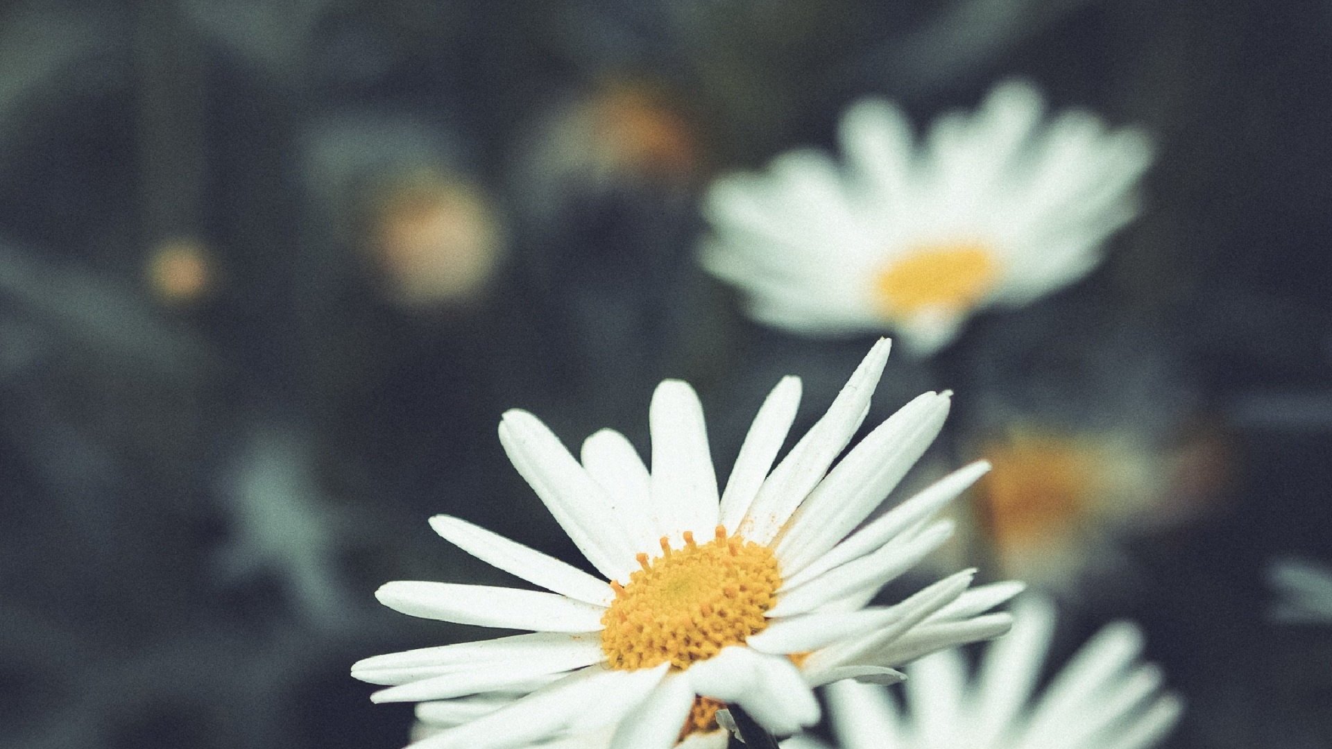 Flore, White, Nature, Botanique, Pétale. Wallpaper in 1920x1080 Resolution