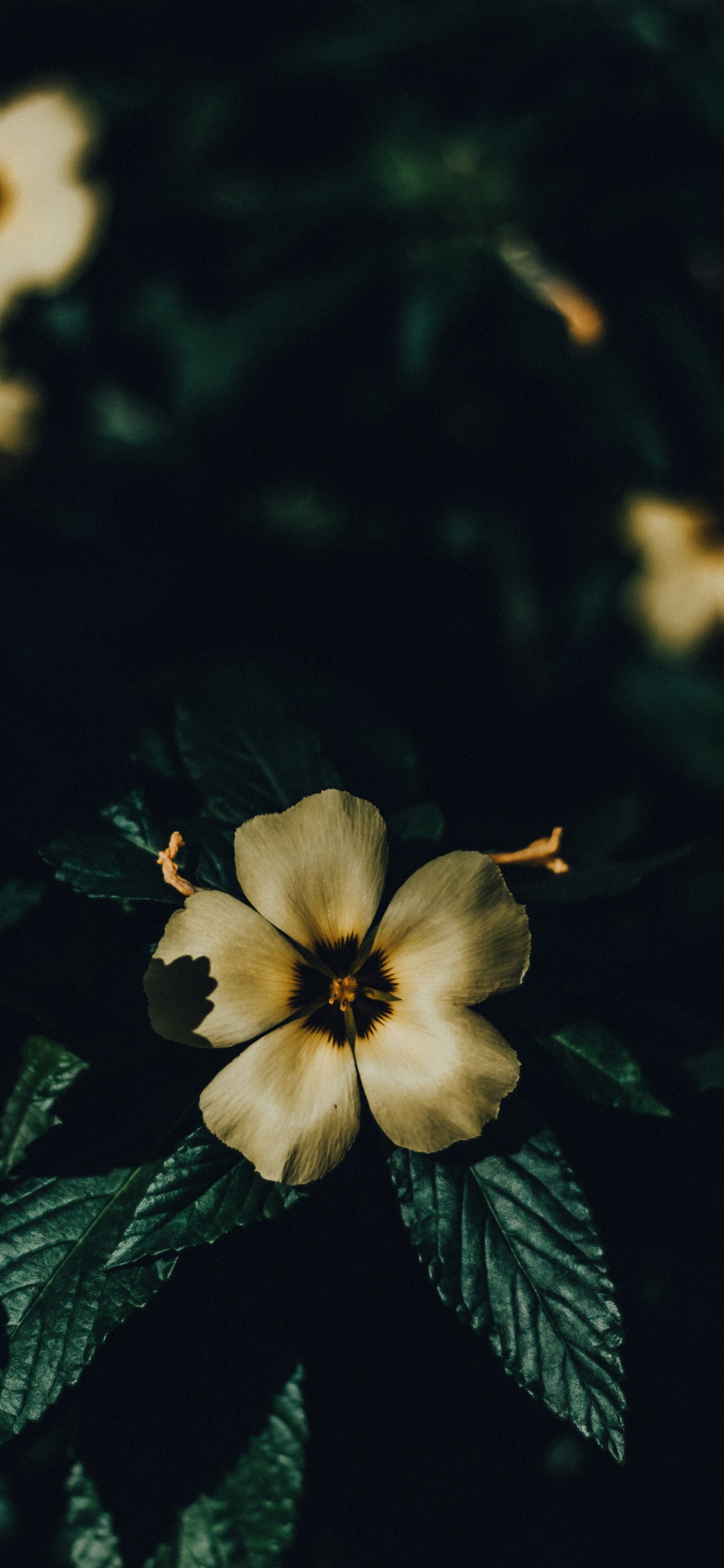 Blütenblatt, Gelb, Blatt, Botanik, Wildflower. Wallpaper in 1125x2436 Resolution