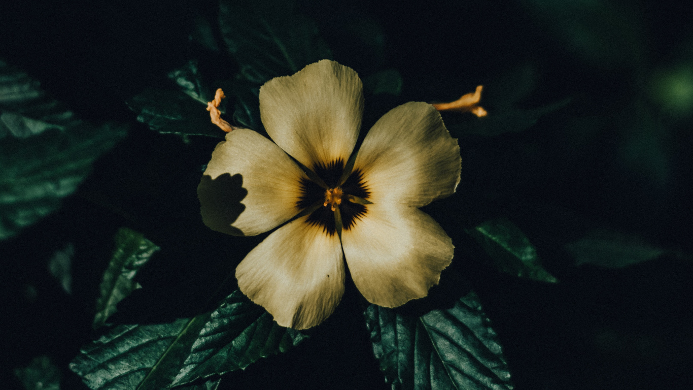 Blütenblatt, Gelb, Blatt, Botanik, Wildflower. Wallpaper in 1366x768 Resolution