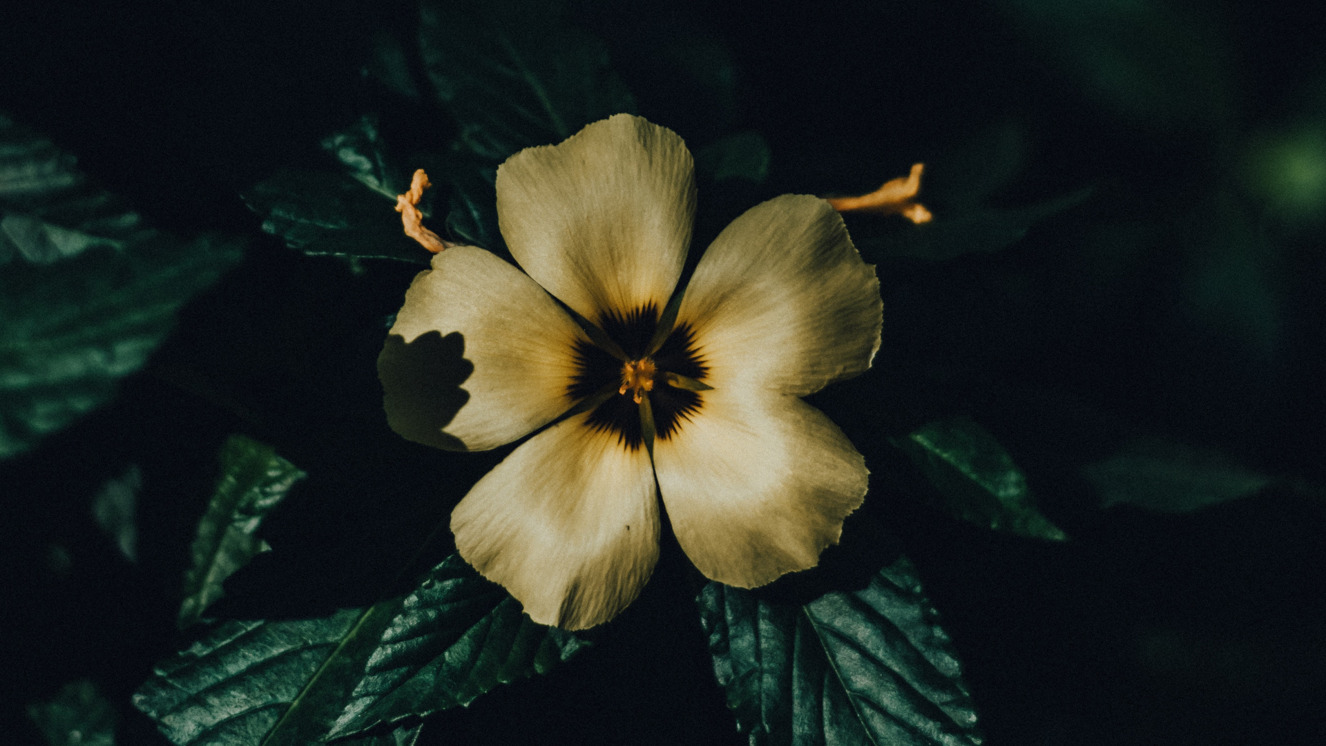 Flower, Petal, Plant, Yellow, Leaf. Wallpaper in 1920x1080 Resolution