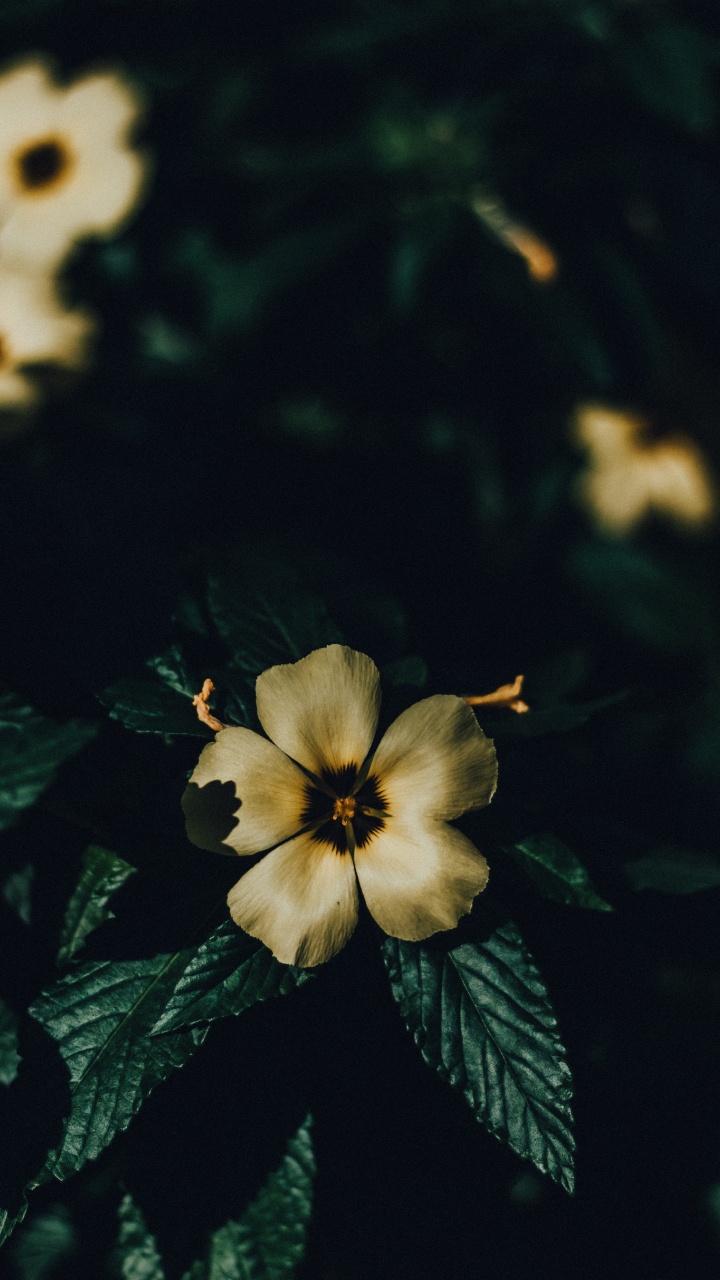 Flower, Petal, Plant, Yellow, Leaf. Wallpaper in 720x1280 Resolution