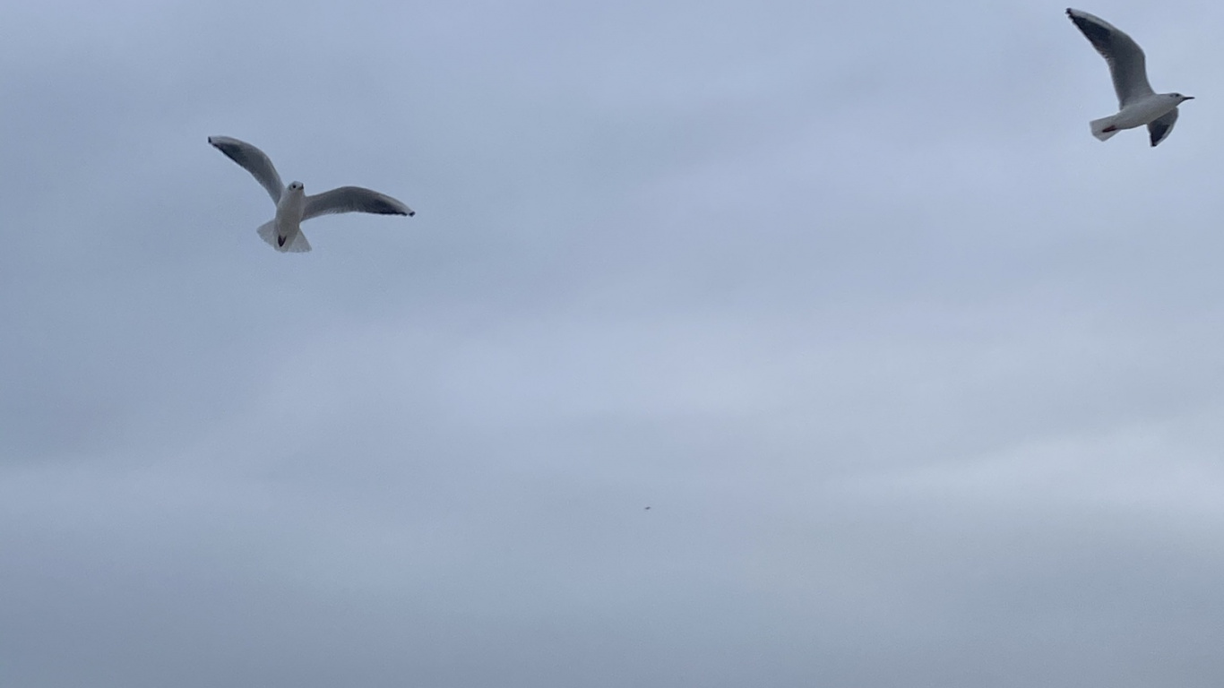 Europea de la Gaviota, Gaviota, la Migración de Las Aves, Pájaros, Vuelo. Wallpaper in 1366x768 Resolution