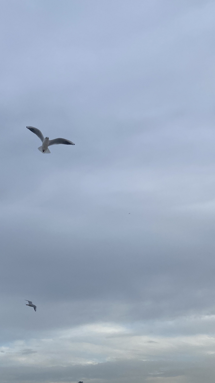 Europea de la Gaviota, Gaviota, la Migración de Las Aves, Pájaros, Vuelo. Wallpaper in 750x1334 Resolution