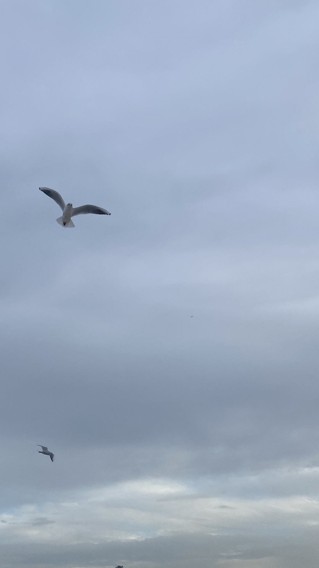 European Herring Gull, Gull, Bird Migration, Birds, Flight. Wallpaper in 1080x1920 Resolution