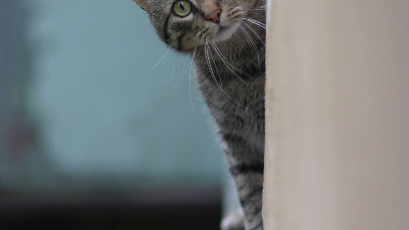 Azul Ruso, Gato Atigrado, Beagle, Gatito, Gato. Wallpaper in 1366x768 Resolution