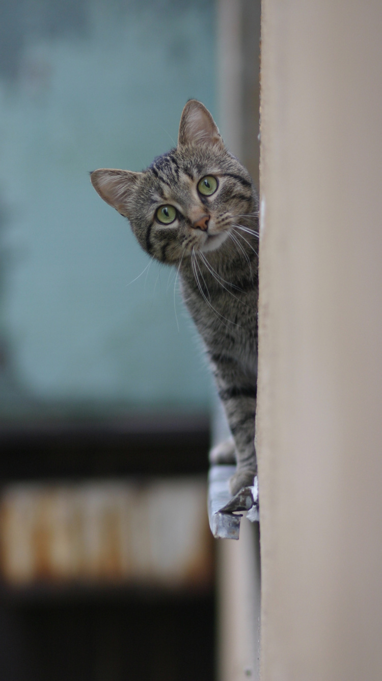 Azul Ruso, Gato Atigrado, Beagle, Gatito, Gato. Wallpaper in 750x1334 Resolution