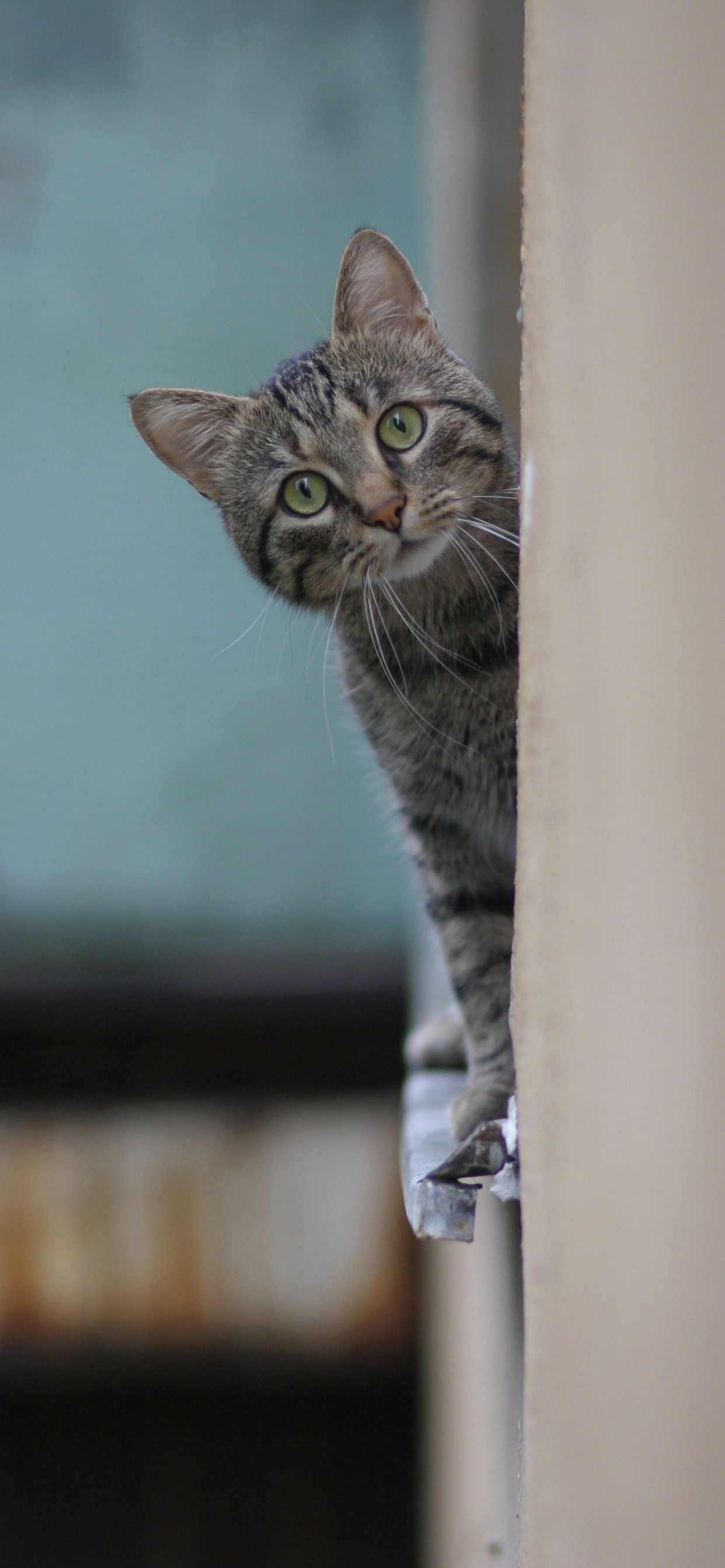 Russian Blue, Tabby Cat, Beagle, Whiskers, Kitten. Wallpaper in 1242x2688 Resolution