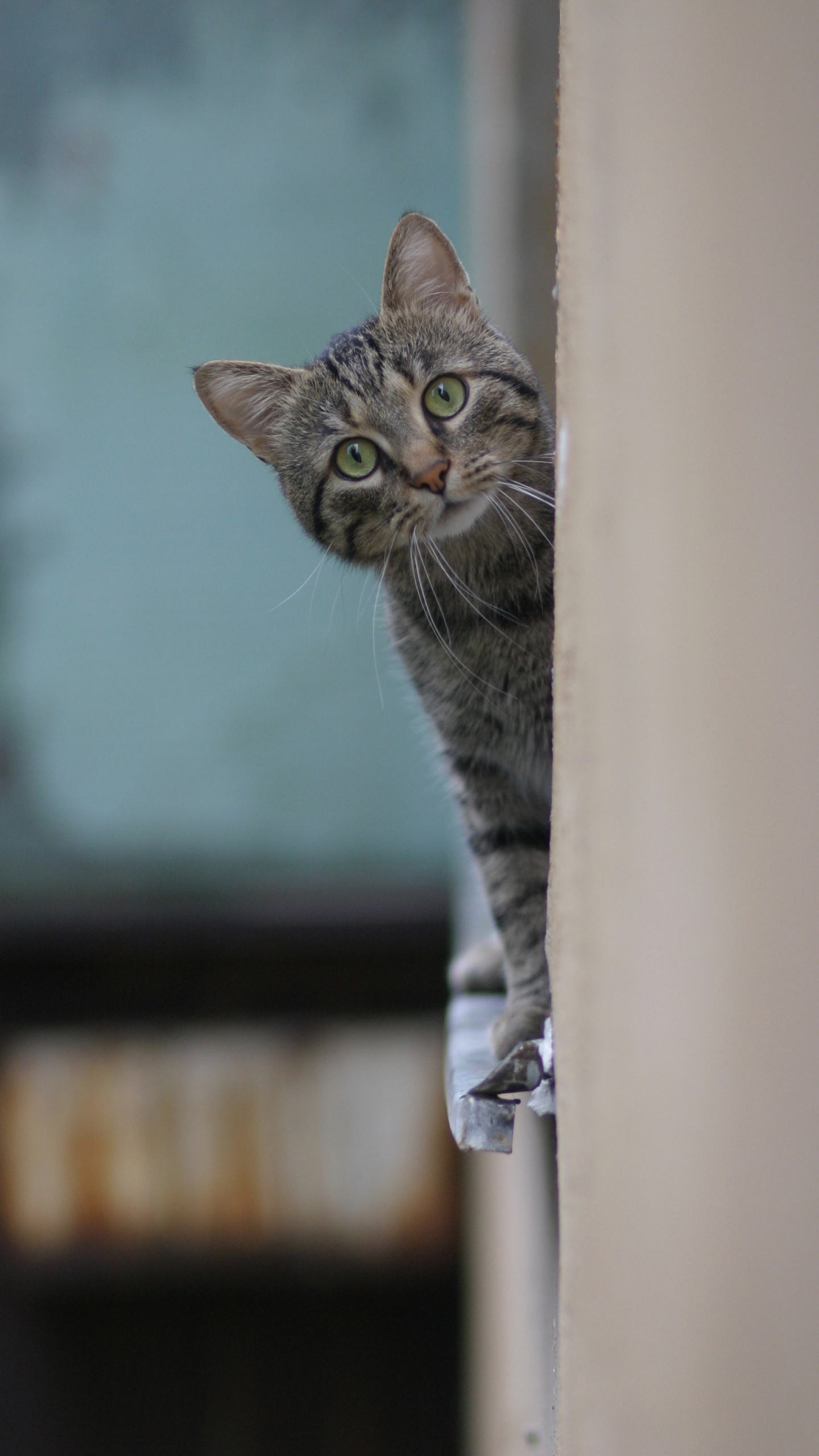 Russian Blue, Tabby Cat, Beagle, Whiskers, Kitten. Wallpaper in 1440x2560 Resolution