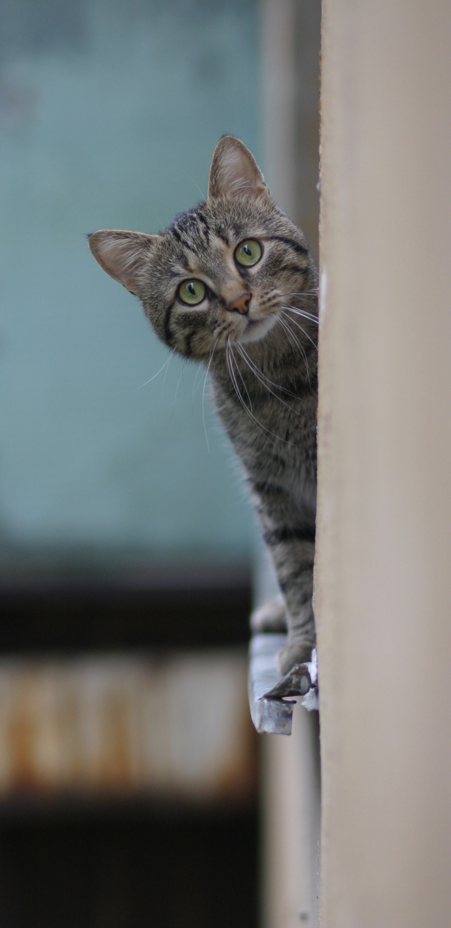 Russisch Blau, Tabby-Katze, Beagle, Backenbart, Kätzchen. Wallpaper in 1440x2960 Resolution