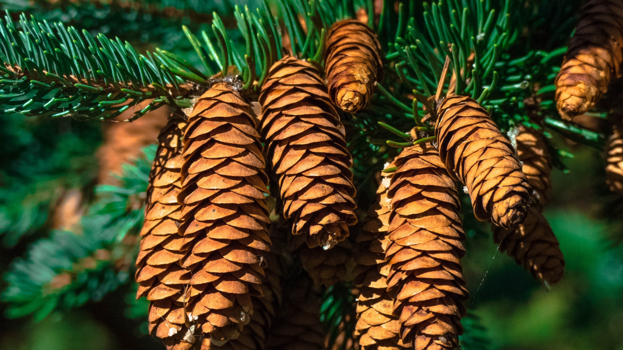 Brown Leaves in Macro Lens. Wallpaper in 1280x720 Resolution