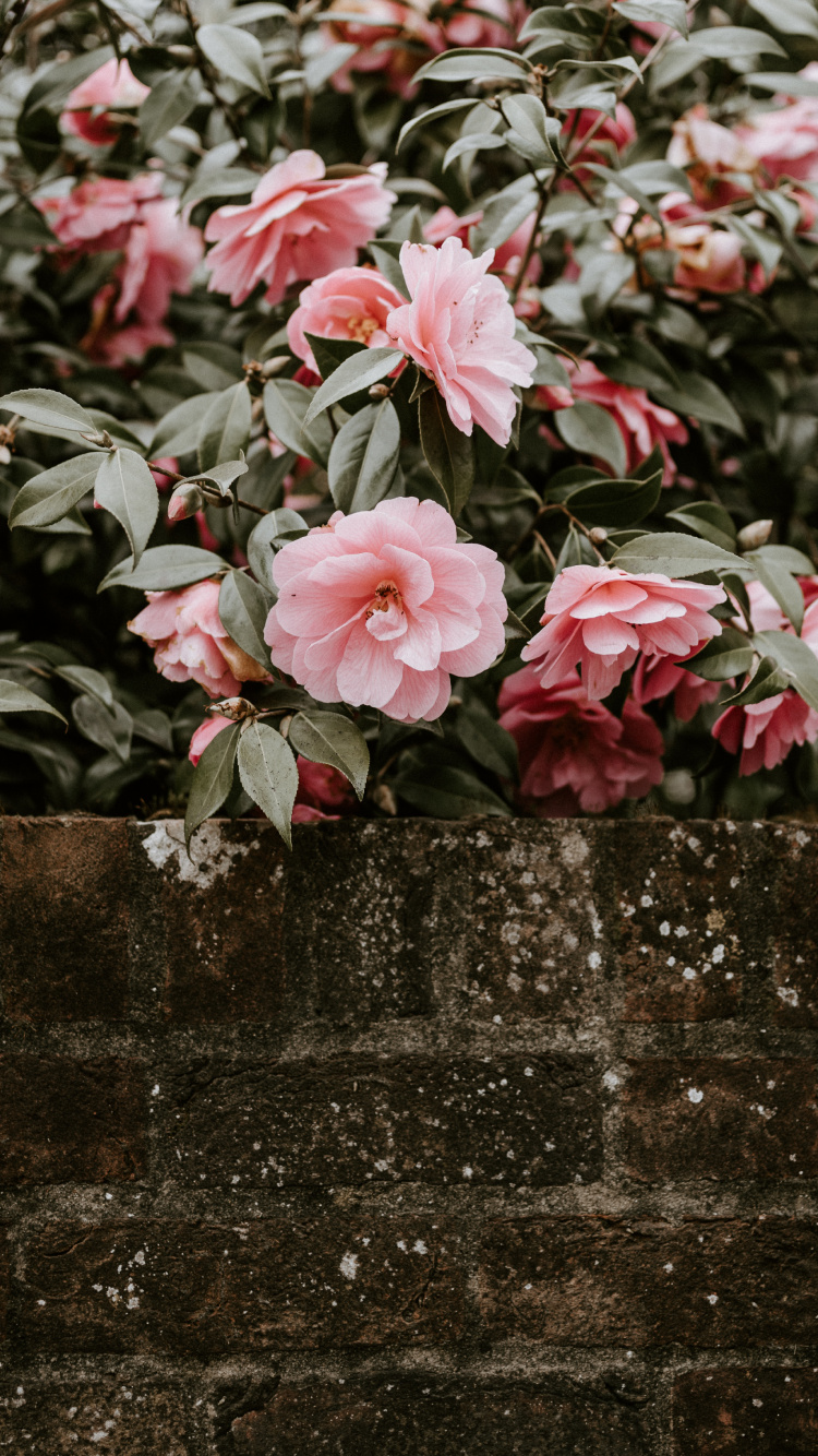 Pink Flowers on Gray Concrete Wall. Wallpaper in 750x1334 Resolution