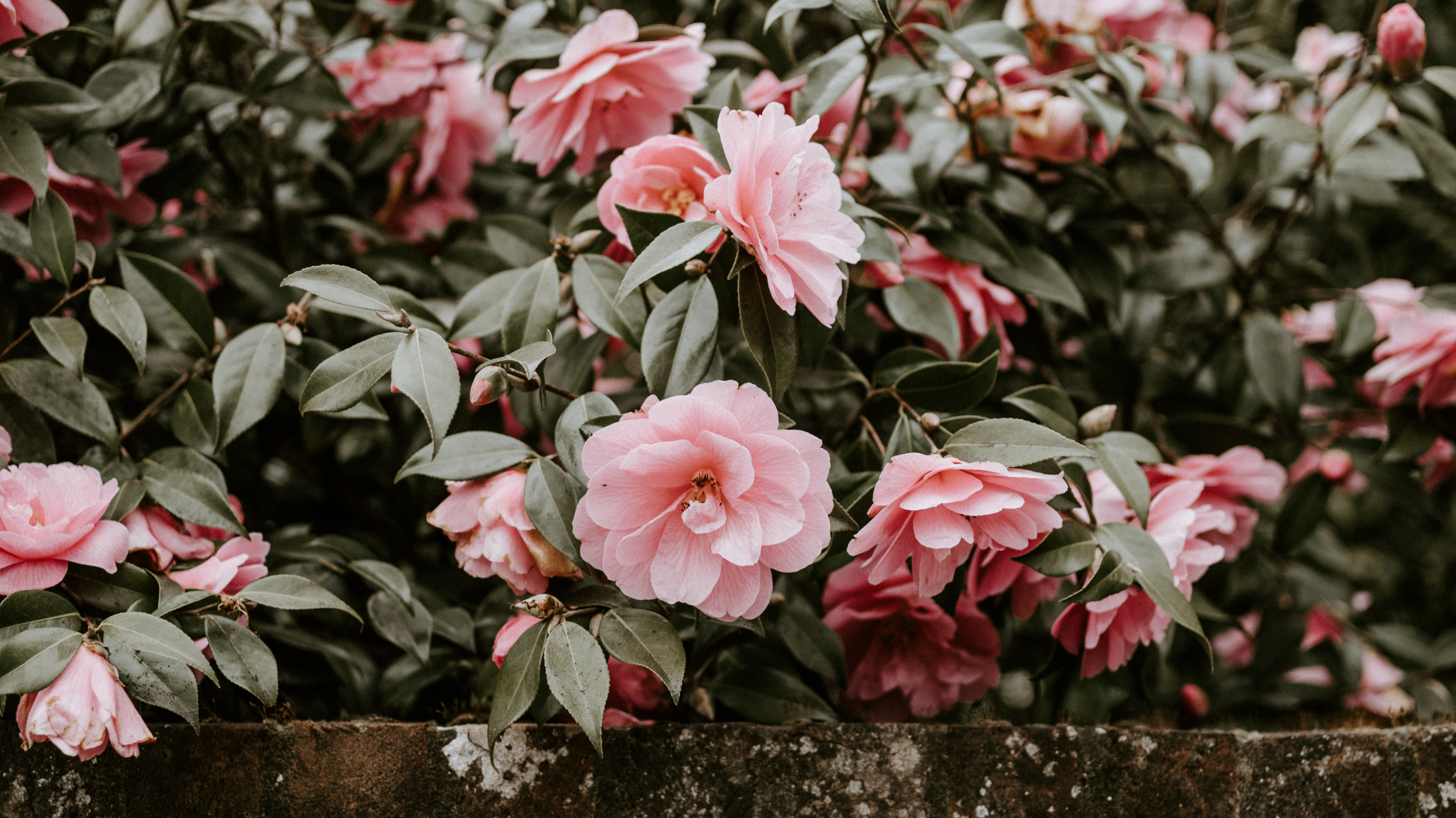 Fleurs Roses Sur Mur de Béton Gris. Wallpaper in 3840x2160 Resolution