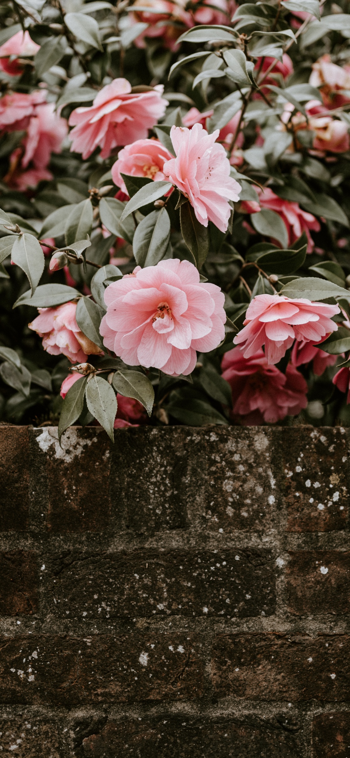 Flores de Color Rosa en la Pared de Hormigón Gris. Wallpaper in 1125x2436 Resolution