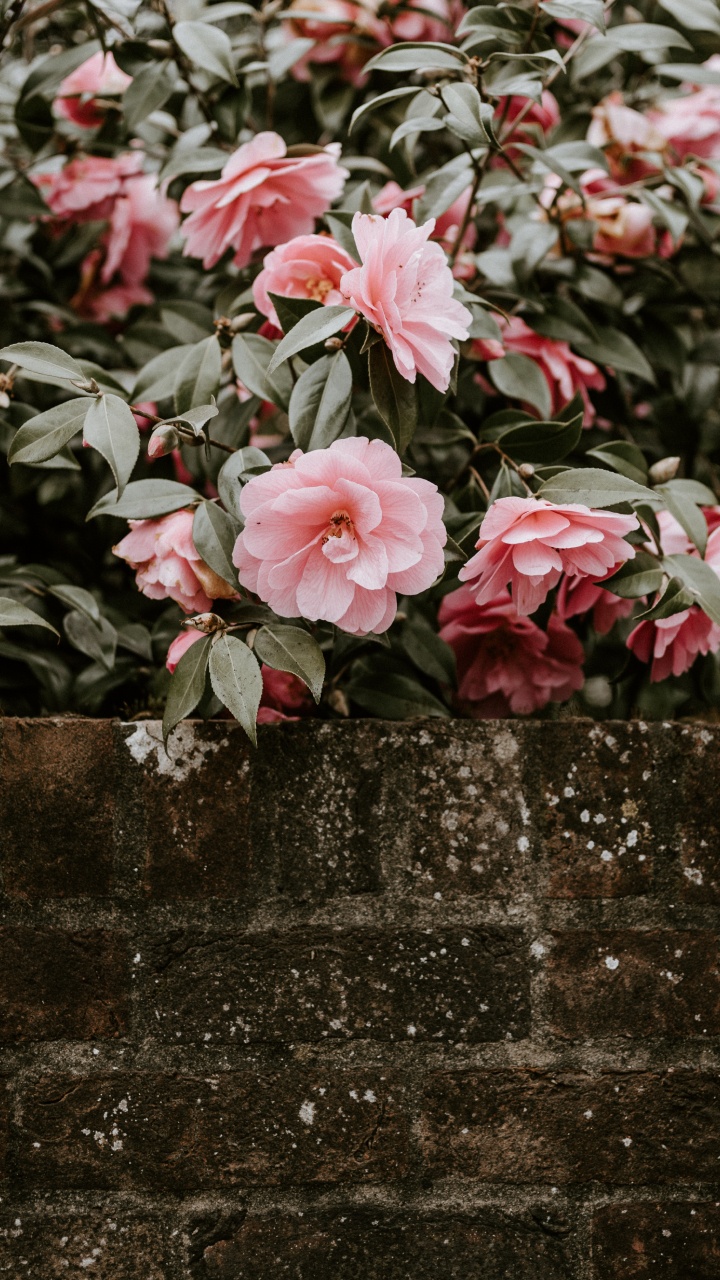 Flores de Color Rosa en la Pared de Hormigón Gris. Wallpaper in 720x1280 Resolution
