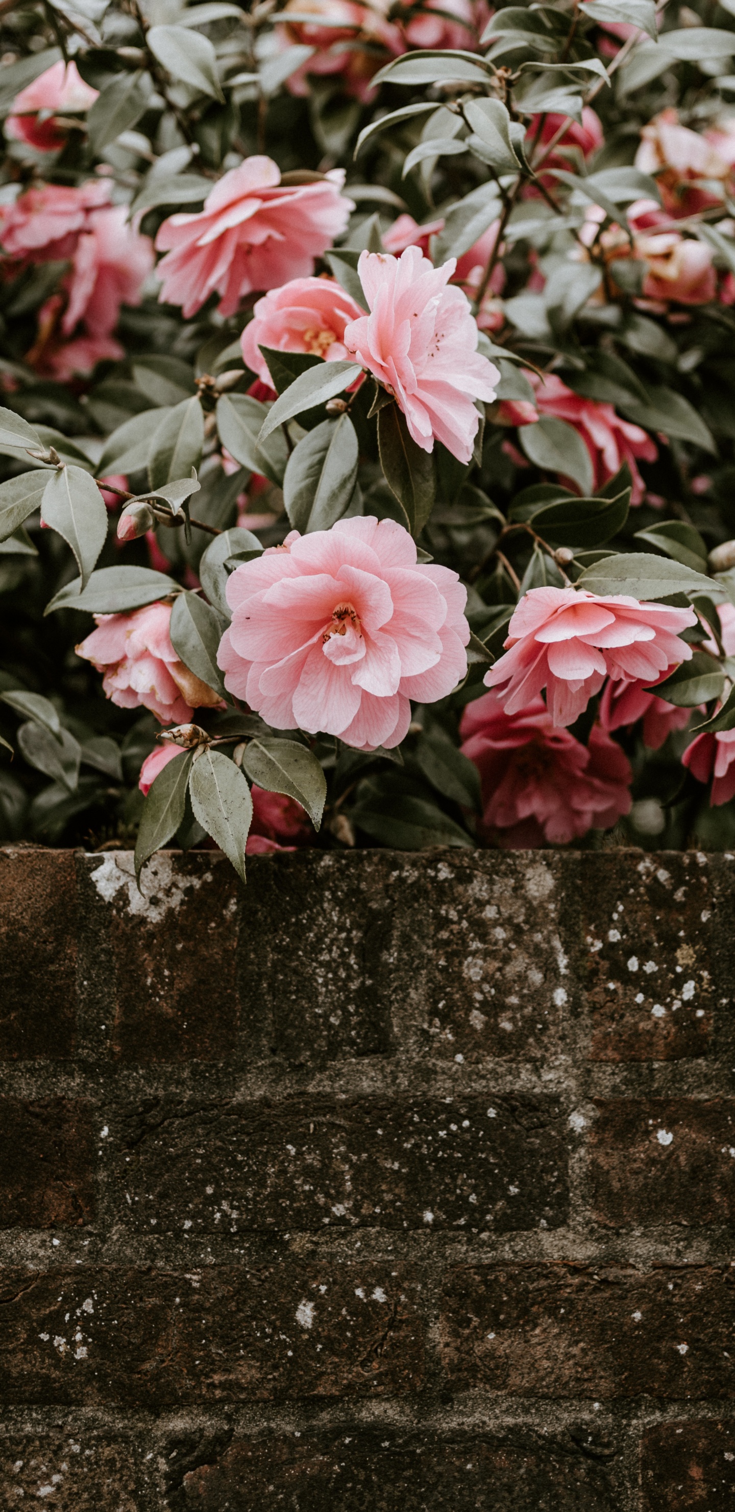 Rosa Blumen Auf Grauer Betonwand. Wallpaper in 1440x2960 Resolution