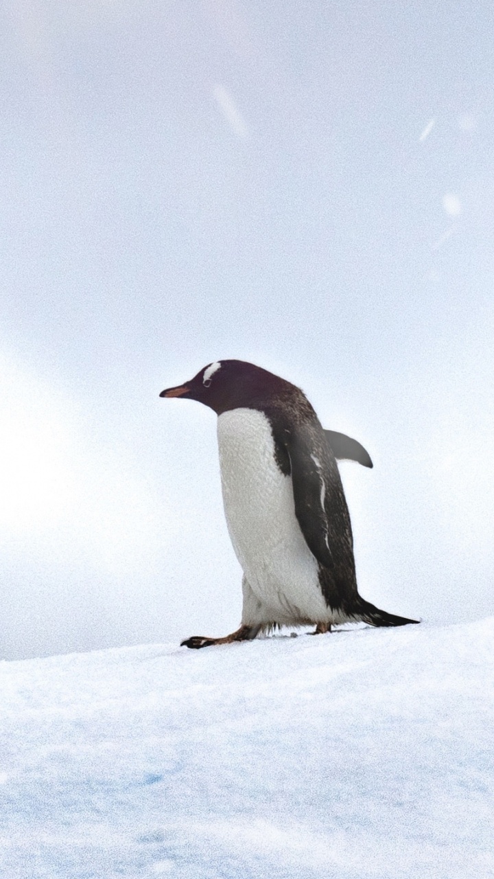 White and Black Penguins on Snow Covered Ground During Daytime. Wallpaper in 720x1280 Resolution