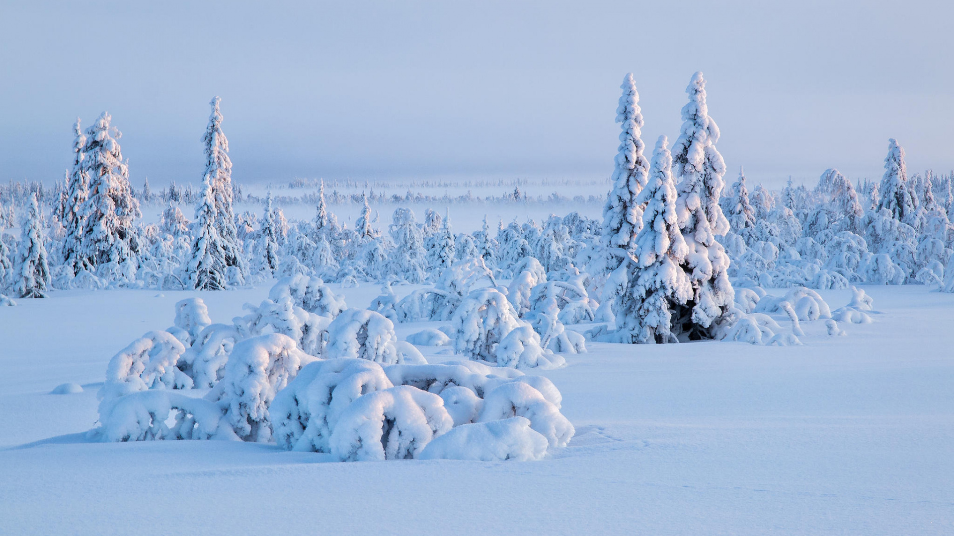 Arbres Couverts de Neige Pendant la Journée. Wallpaper in 1920x1080 Resolution