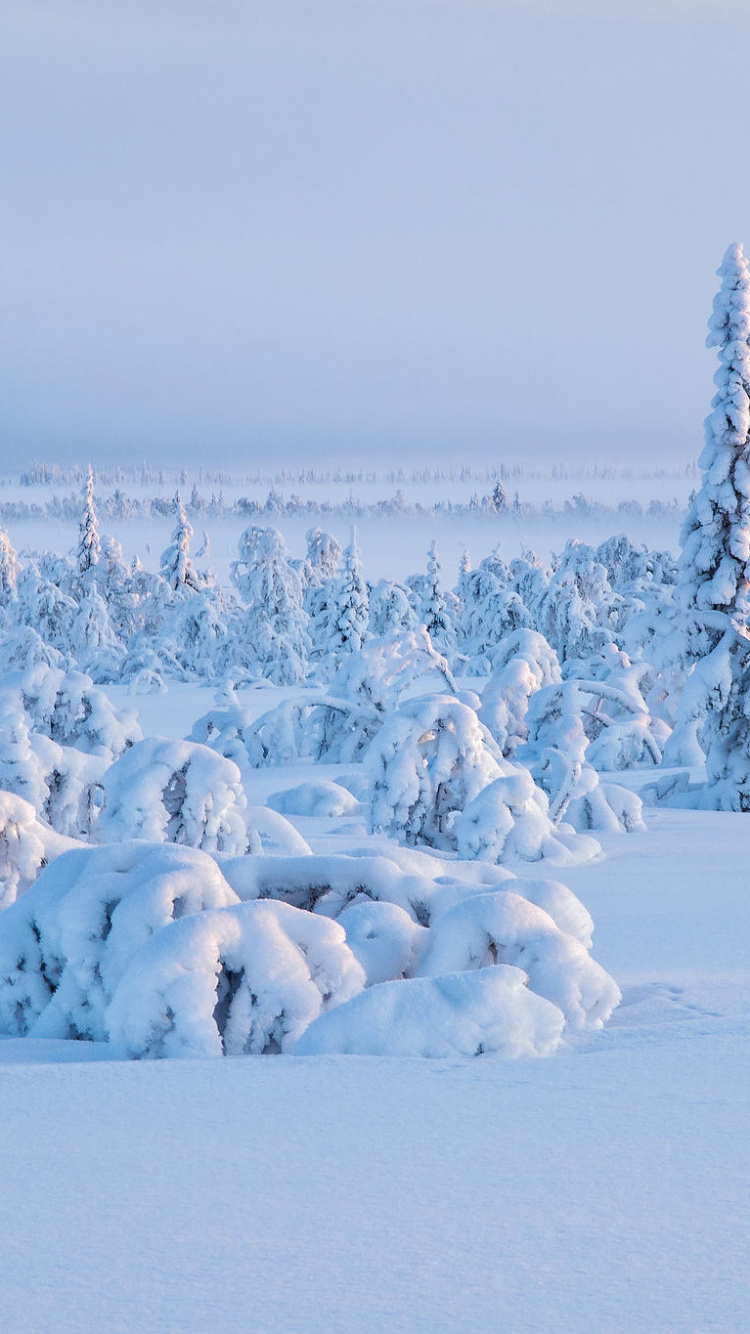 Snow Covered Trees During Daytime. Wallpaper in 750x1334 Resolution