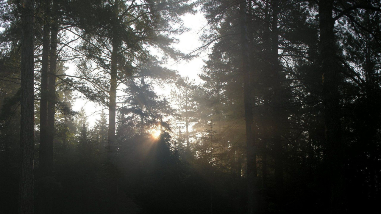 Les Rayons du Soleil Traversent Les Arbres Verts. Wallpaper in 1280x720 Resolution