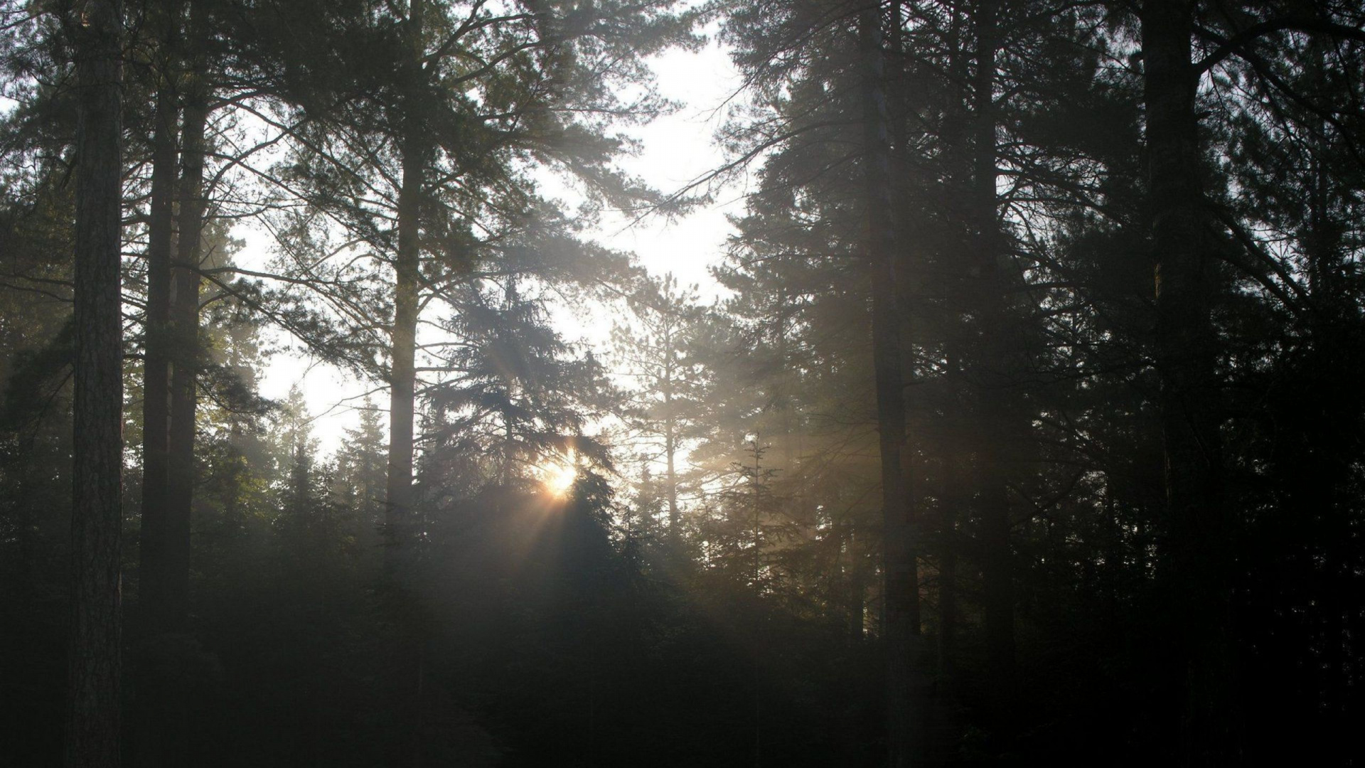 Les Rayons du Soleil Traversent Les Arbres Verts. Wallpaper in 1920x1080 Resolution