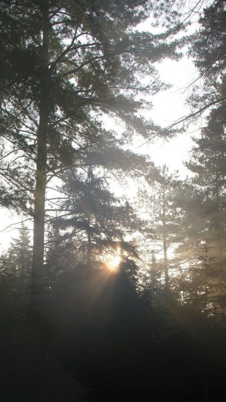 Les Rayons du Soleil Traversent Les Arbres Verts. Wallpaper in 720x1280 Resolution