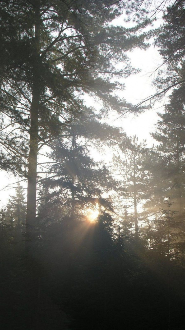 Sun Rays Coming Through Green Trees. Wallpaper in 750x1334 Resolution