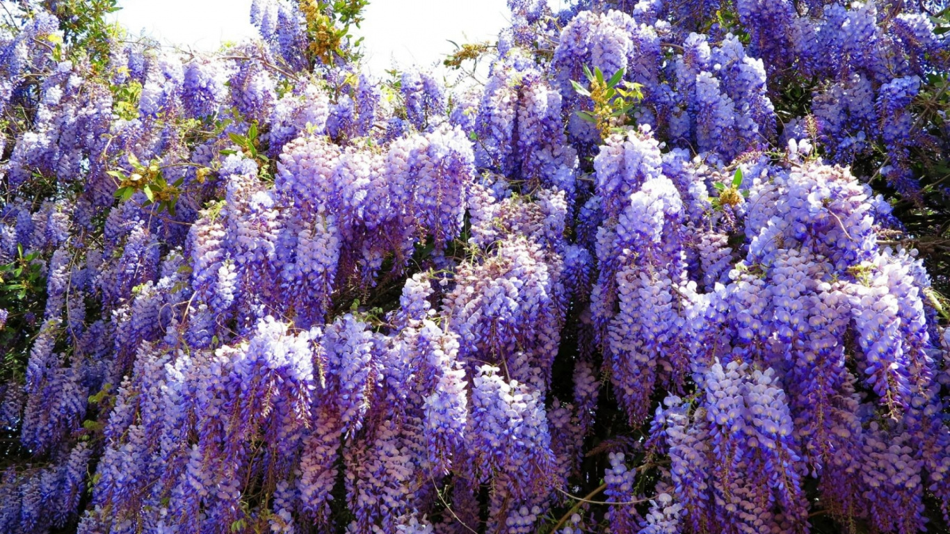 Flores de Color Púrpura Bajo un Cielo Azul Durante el Día. Wallpaper in 1366x768 Resolution