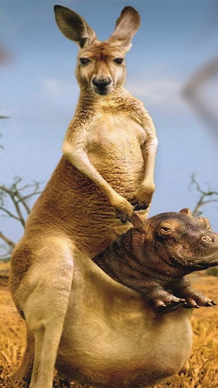 Kangourou Brun Allongé Sur L'herbe Brune Pendant la Journée. Wallpaper in 720x1280 Resolution