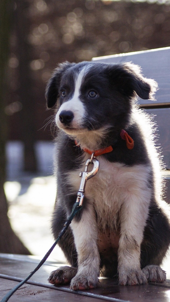 Dog, Puppy, Dalmatian, Border Collie, Bull Terrier. Wallpaper in 720x1280 Resolution