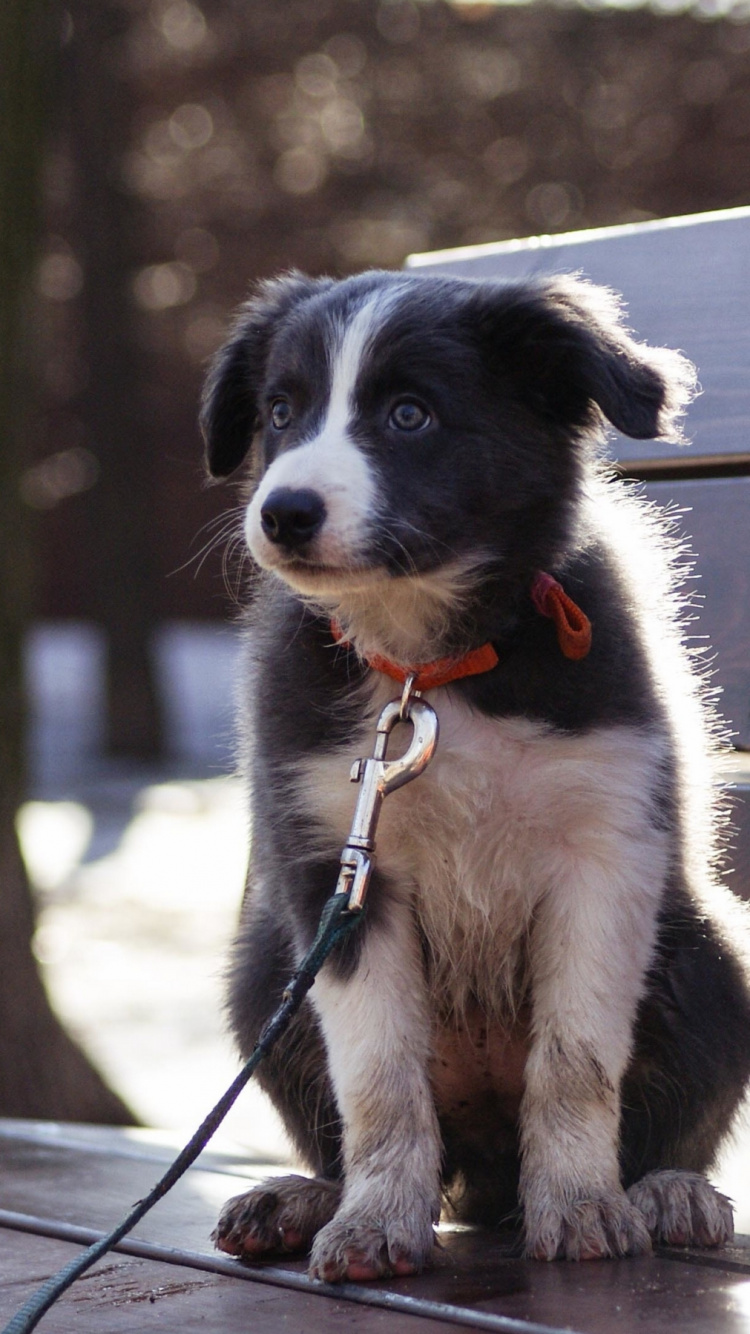Hund, Welpe, Dalmatiner, Border Collie, Bullterrier. Wallpaper in 750x1334 Resolution