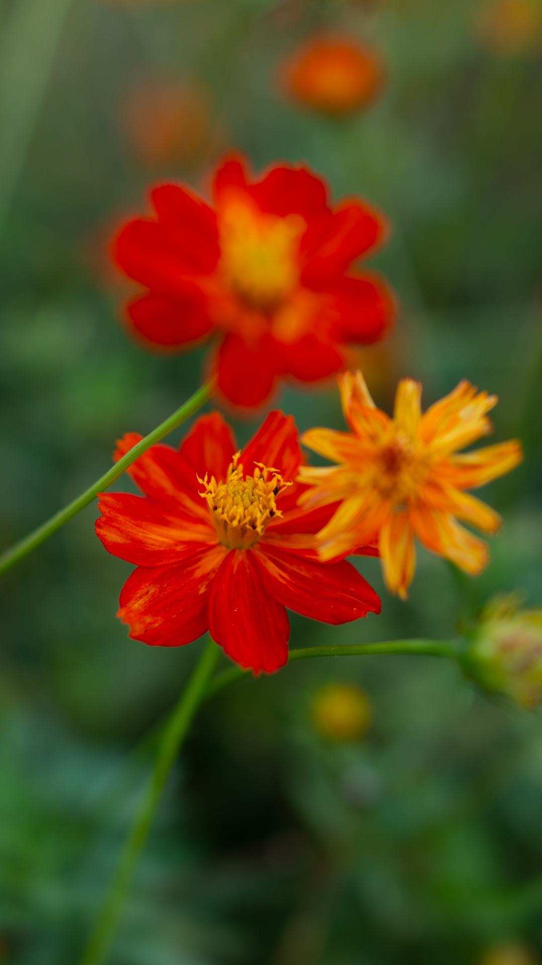 Red Flower in Tilt Shift Lens. Wallpaper in 1080x1920 Resolution
