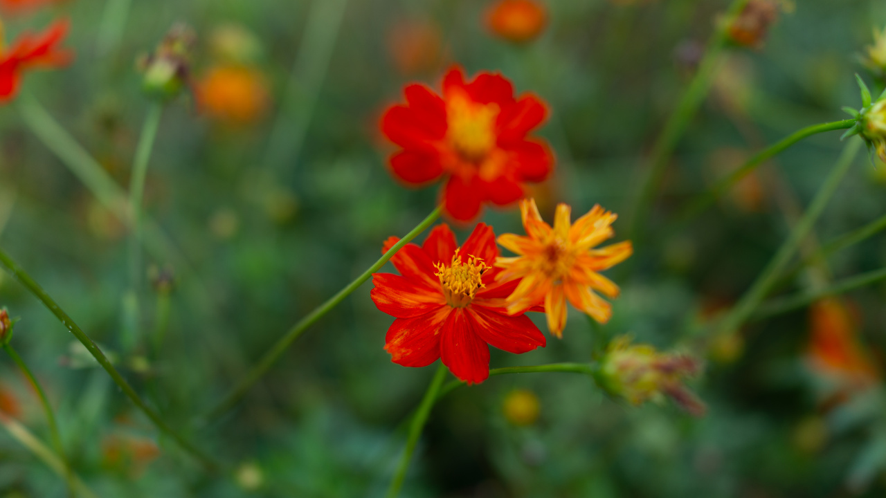 Red Flower in Tilt Shift Lens. Wallpaper in 1280x720 Resolution