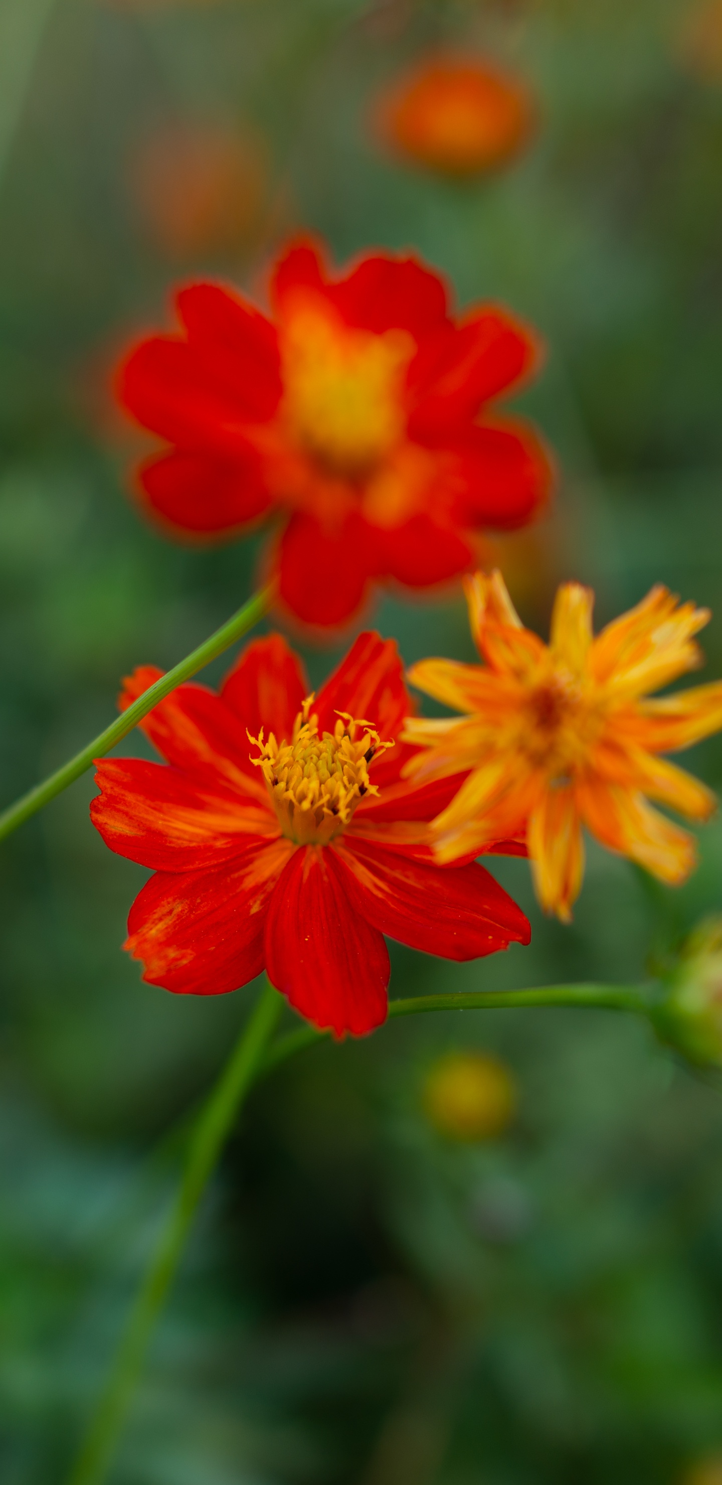 Red Flower in Tilt Shift Lens. Wallpaper in 1440x2960 Resolution