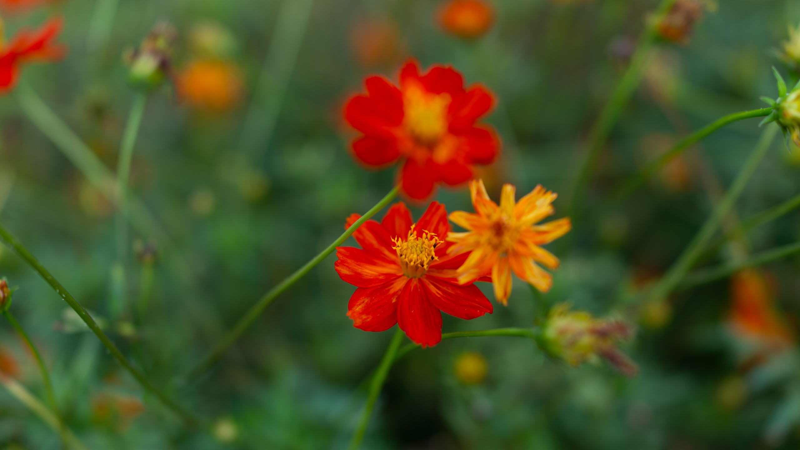 Red Flower in Tilt Shift Lens. Wallpaper in 2560x1440 Resolution