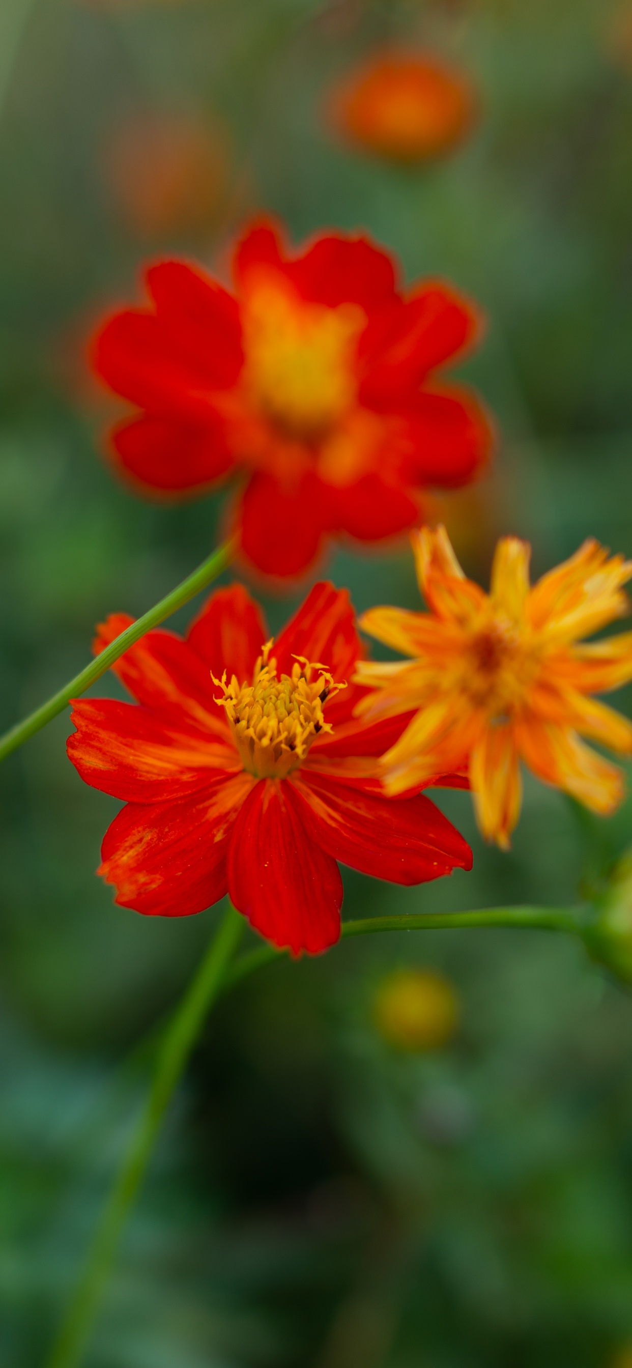 显花植物, 硫宇宙, 花园宇宙, 野花, Daisy的家庭 壁纸 1242x2688 允许