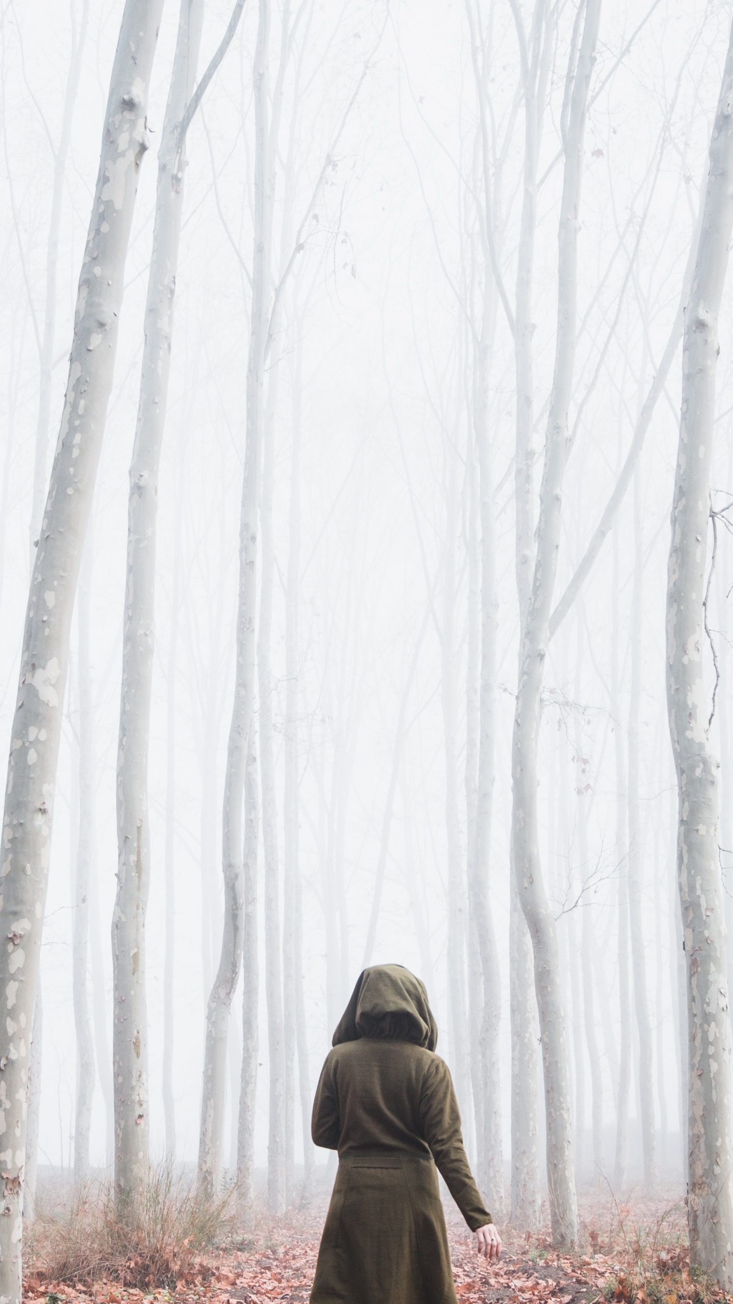 Bruma, Sucursal, Entorno Natural, Invierno, Madera. Wallpaper in 1440x2560 Resolution