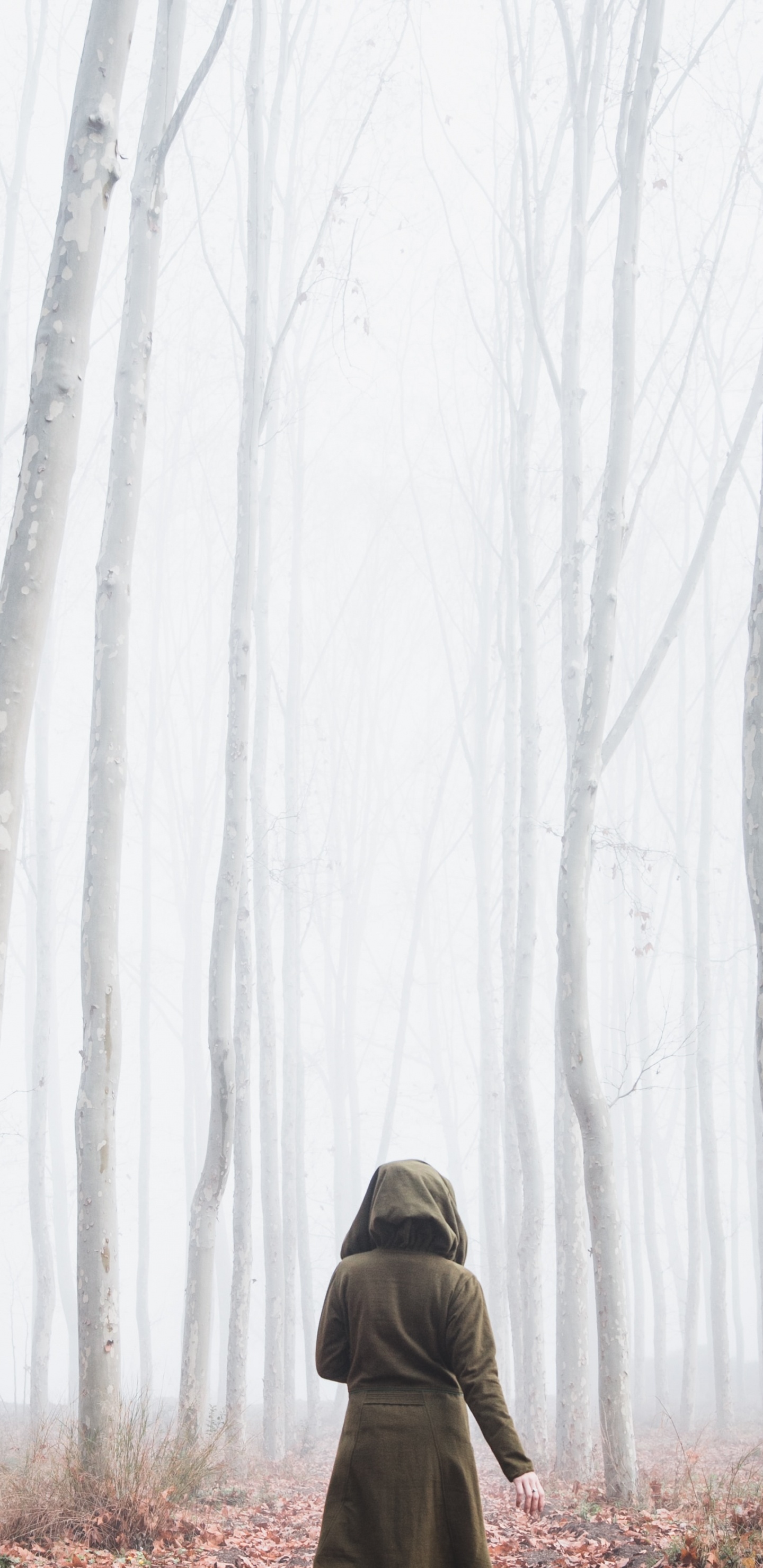 Fog, Forest, Branch, Natural Environment, Winter. Wallpaper in 1440x2960 Resolution